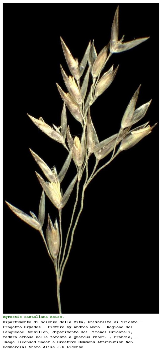 Agrostis castellana Boiss. & Reut.